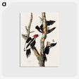 アートポストカード-Ivory-billed Woodpecker from Birds of America
 - アメリカの鳥たち Postcard.
