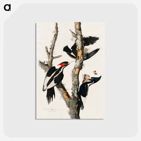 アートポストカード-Ivory-billed Woodpecker from Birds of America
 - アメリカの鳥たち Postcard.