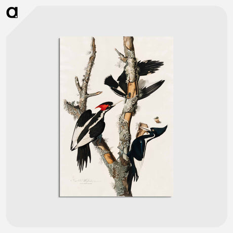 アートポストカード-Ivory-billed Woodpecker from Birds of America
 - アメリカの鳥たち Postcard.