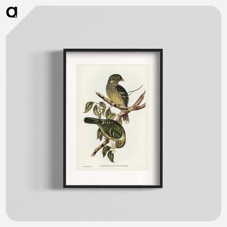 アートポスター-Cat Bird
- オーストラリアの鳥 Poster.