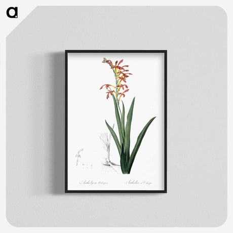 2-78_The-Lilies_blk-crop