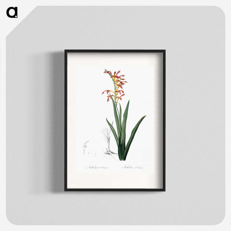 2-78_The-Lilies_blk