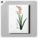2-78_The-Lilies_canvas
