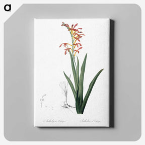 2-78_The-Lilies_canvas