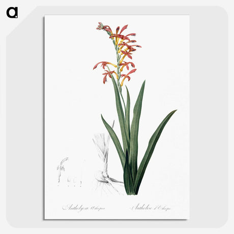 2-78_The-Lilies_picture-crop