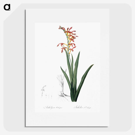 2-78_The-Lilies_picture