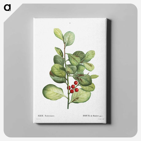 2-78_Treatise-on-Trees-and-Shrubs_canvas