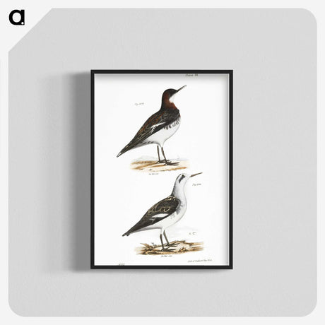 2-78_Zoology-of-New-York_blk-crop