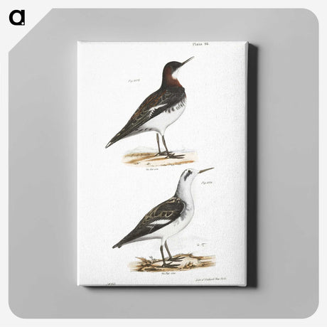 2-78_Zoology-of-New-York_canvas