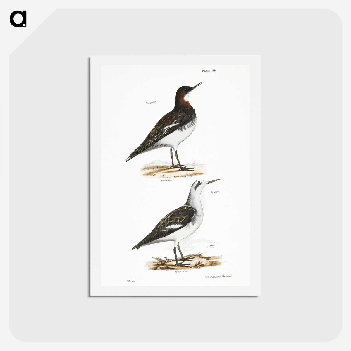 2-78_Zoology-of-New-York_hagaki