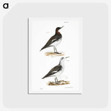 2-78_Zoology-of-New-York_hagaki