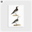 2-78_Zoology-of-New-York_postcard
