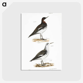 2-78_Zoology-of-New-York_postcard