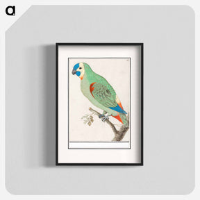 アートポスター-Blue-fronted amazon - アンセルムス ボエティウス デ ブート Poster.