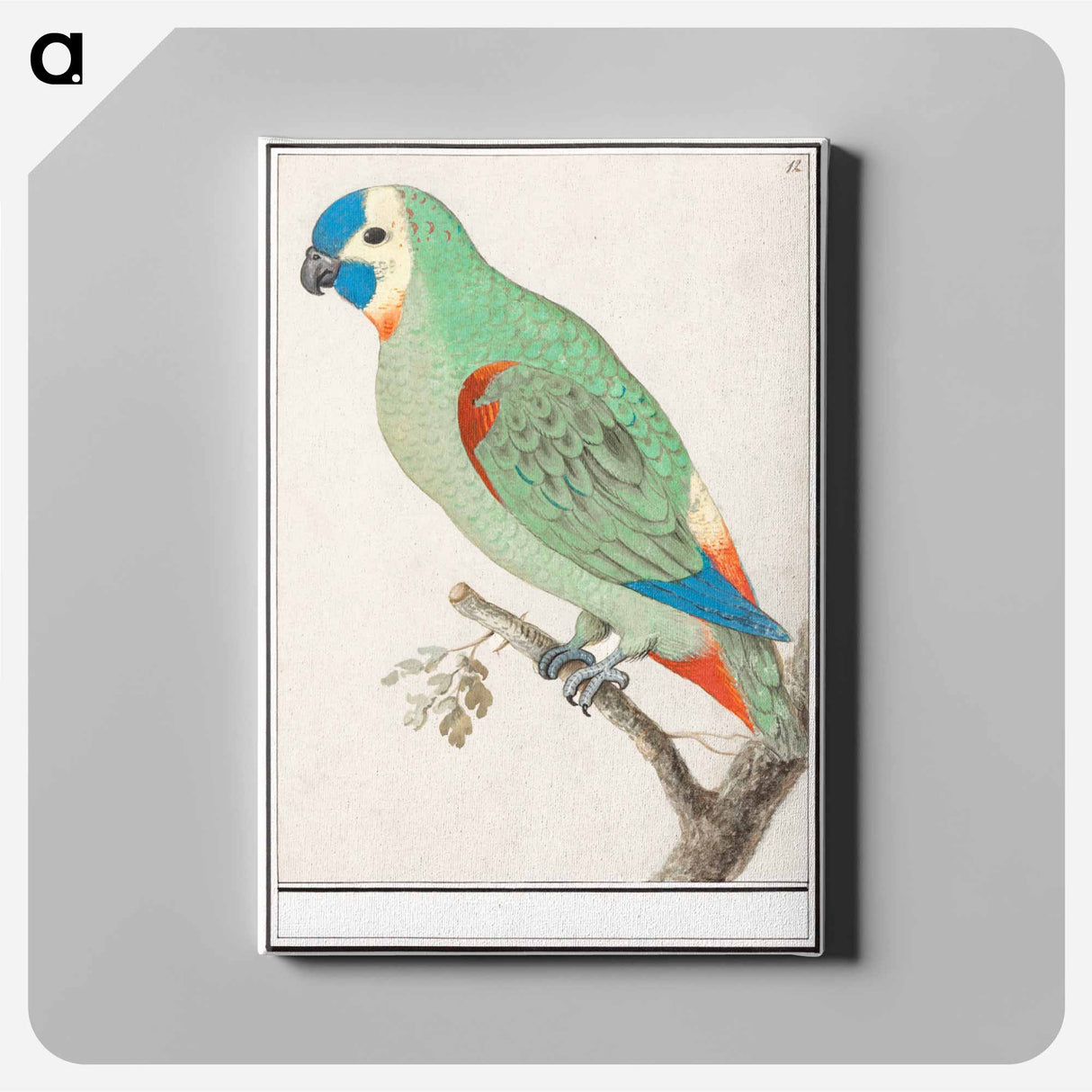 Blue-fronted amazon - アンセルムス ボエティウス デ ブート Canvas.