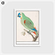 アートポストカード-Blue-fronted amazon - アンセルムス ボエティウス デ ブート Postcard.