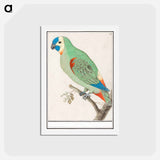アートポストカード-Blue-fronted amazon - アンセルムス ボエティウス デ ブート Postcard.