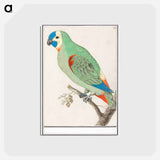 アートポストカード-Blue-fronted amazon - アンセルムス ボエティウス デ ブート Postcard.