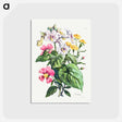 アートポストカード-Cours d'Histoire Naturelle
 - クリーブランド美術館 Postcard.