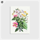 アートポストカード-Cours d'Histoire Naturelle
 - クリーブランド美術館 Postcard.