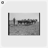 2-79_Dorothea-Lange_postcard