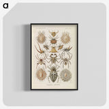2-79_Ernst-Haeckel_blk-crop