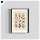 Insects illustration from Kunstformen der Natur - エルンスト ヘッケル Poster.