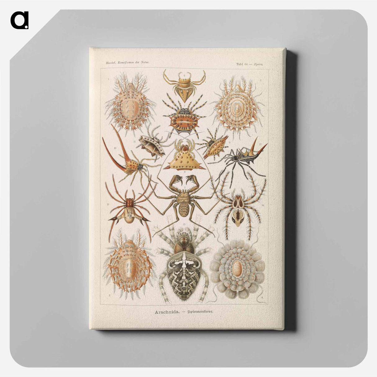 Insects illustration from Kunstformen der Natur - エルンスト ヘッケル Canvas.