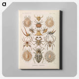 Insects illustration from Kunstformen der Natur - エルンスト ヘッケル Canvas.