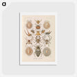 アートポストカード-Insects illustration from Kunstformen der Natur - エルンスト ヘッケル Postcard.