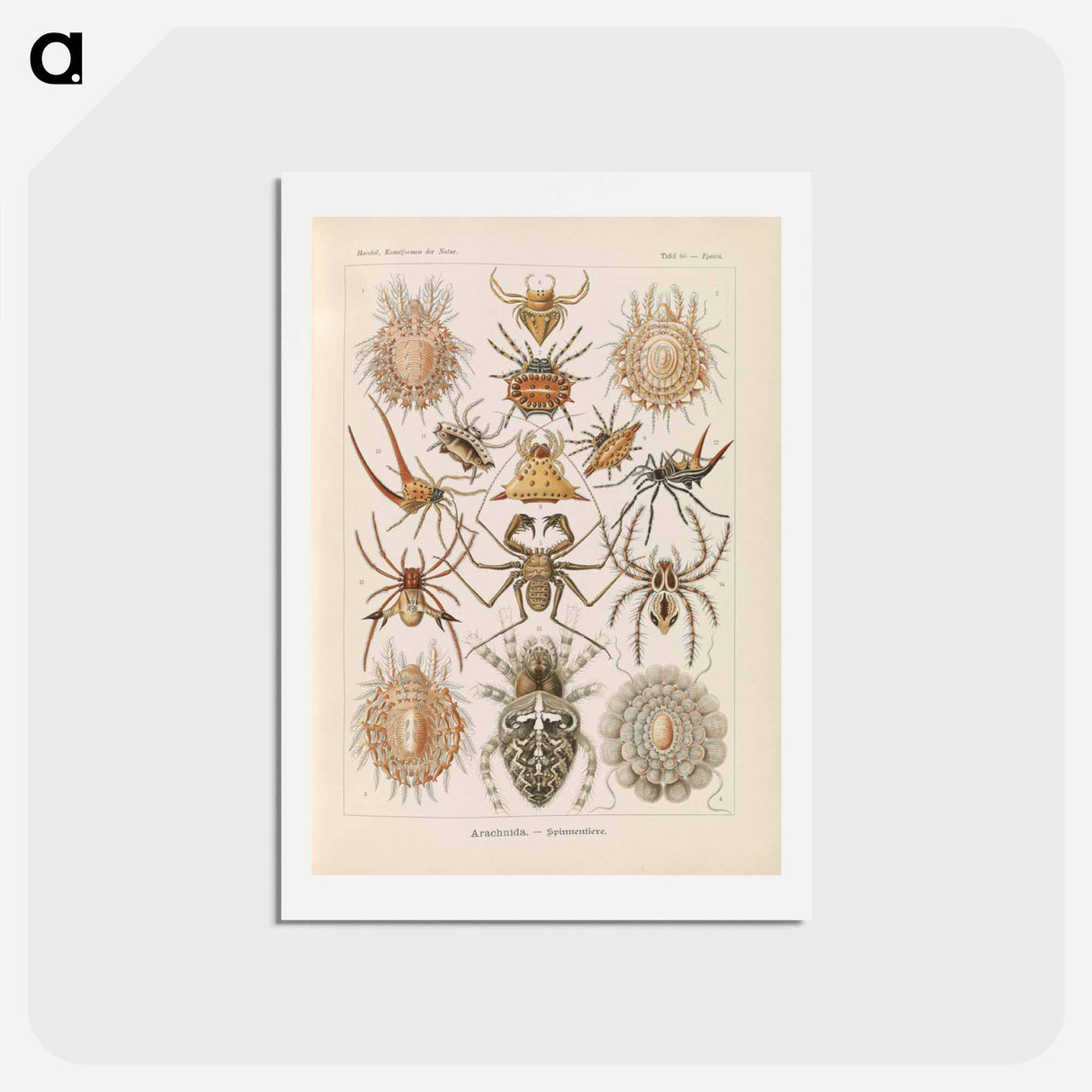 アートポストカード-Insects illustration from Kunstformen der Natur - エルンスト ヘッケル Postcard.
