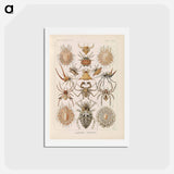 アートポストカード-Insects illustration from Kunstformen der Natur - エルンスト ヘッケル Postcard.