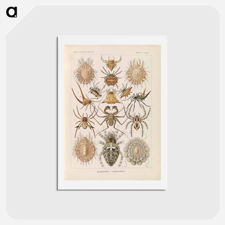 アートポストカード-Insects illustration from Kunstformen der Natur - エルンスト ヘッケル Postcard.