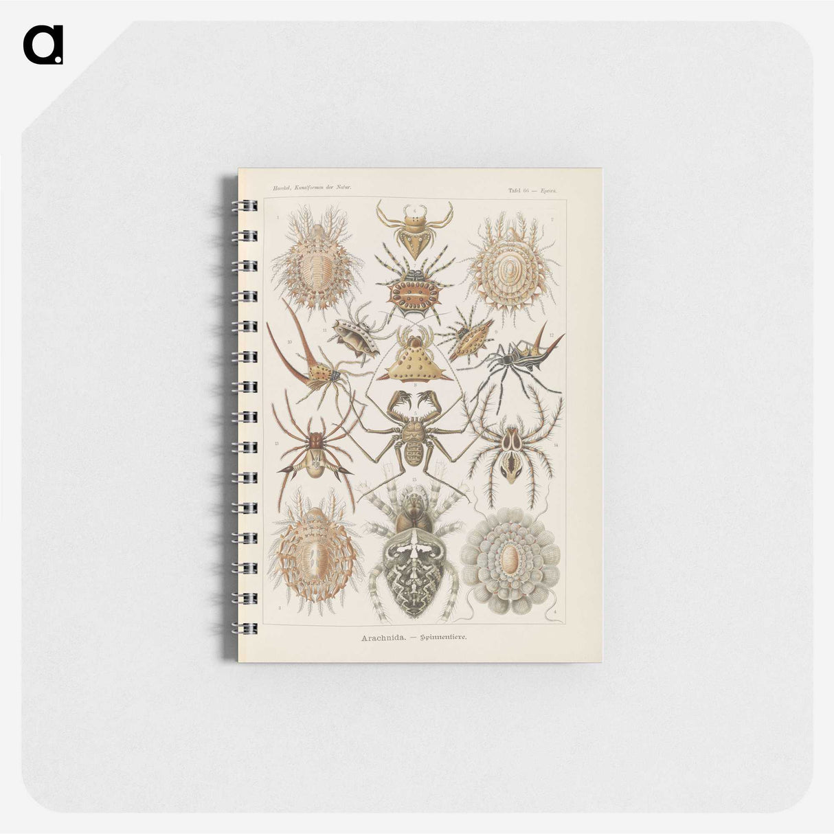 2-79_Ernst-Haeckel_memo