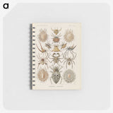 2-79_Ernst-Haeckel_memo