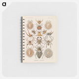 アートメモ帳-Insects illustration from Kunstformen der Natur - エルンスト ヘッケル Memo.