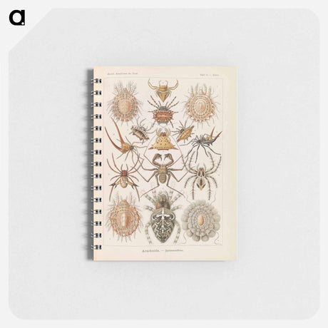 アートメモ帳-Insects illustration from Kunstformen der Natur - エルンスト ヘッケル Memo.