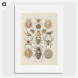 2-79_Ernst-Haeckel_picture