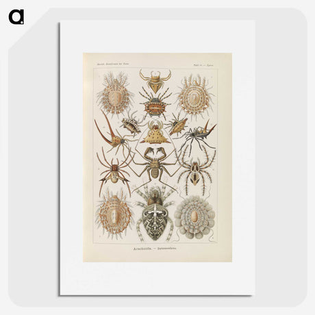 2-79_Ernst-Haeckel_picture