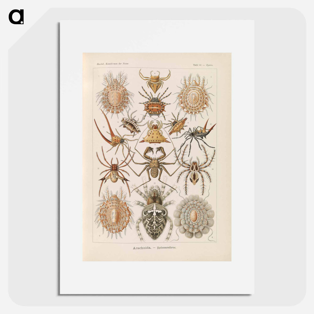 Insects illustration from Kunstformen der Natur - エルンスト ヘッケル Poster.