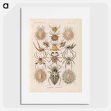Insects illustration from Kunstformen der Natur - エルンスト ヘッケル Poster.
