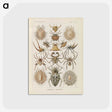 2-79_Ernst-Haeckel_postcard