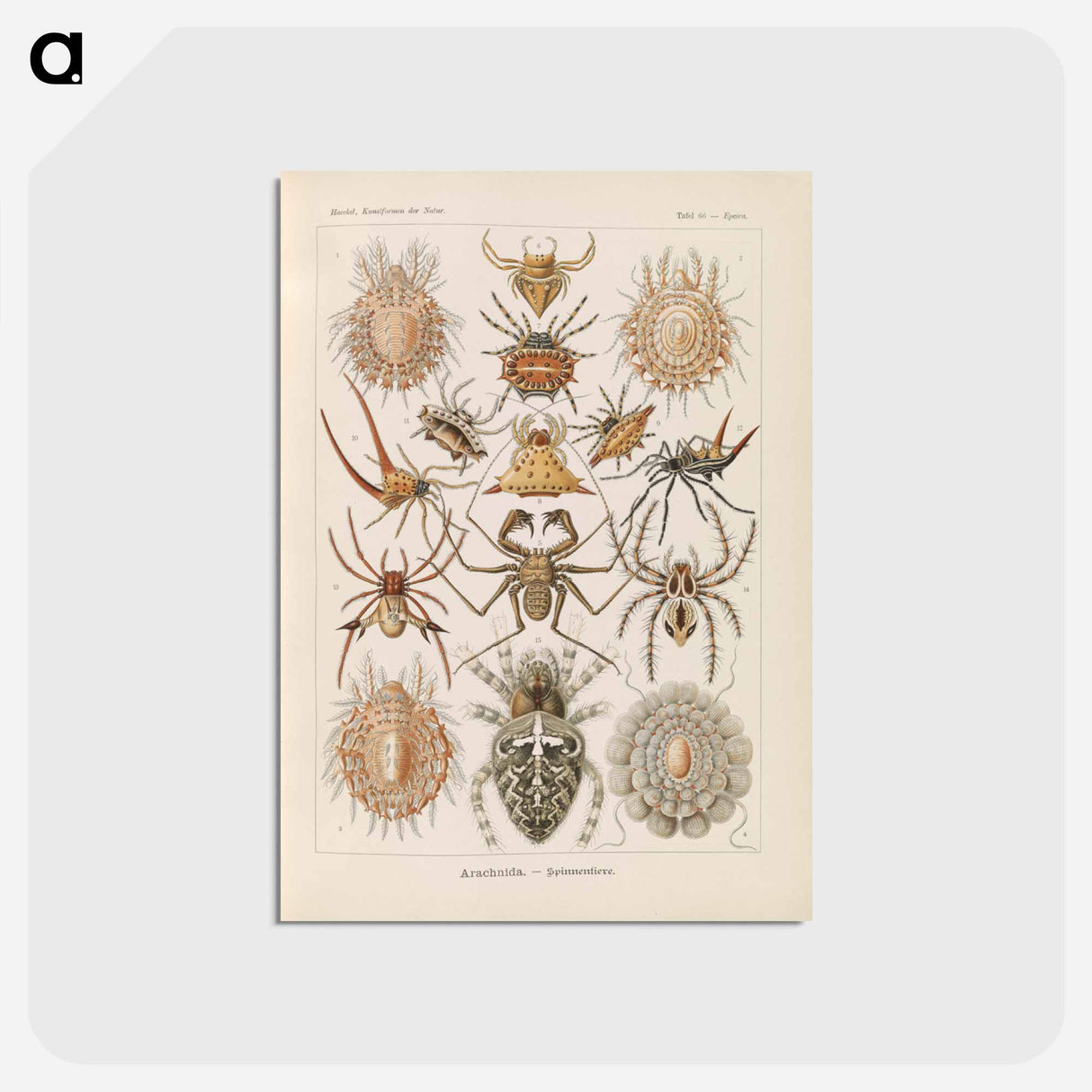 アートポストカード-Insects illustration from Kunstformen der Natur - エルンスト ヘッケル Postcard.
