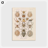 アートポストカード-Insects illustration from Kunstformen der Natur - エルンスト ヘッケル Postcard.