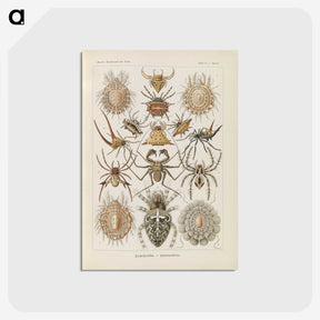 2-79_Ernst-Haeckel_postcard