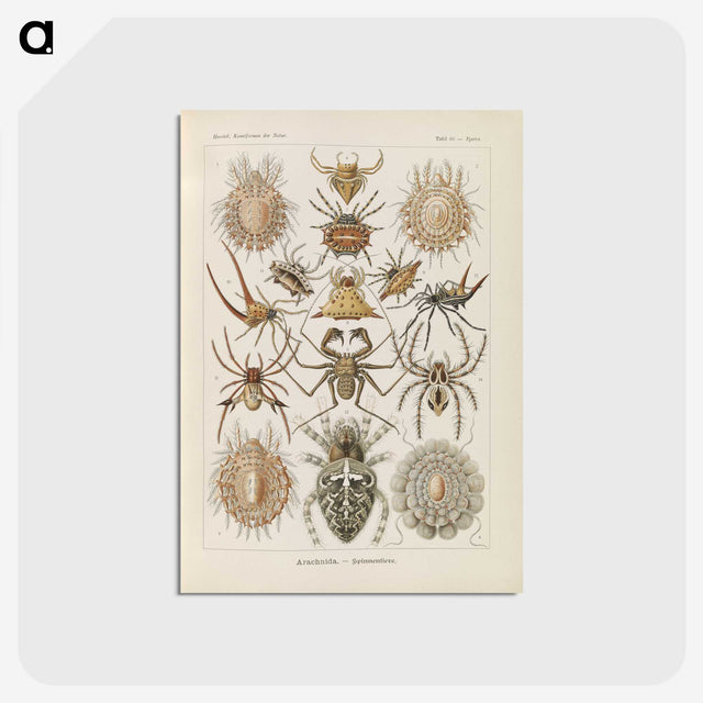 2-79_Ernst-Haeckel_postcard