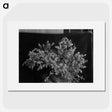 2-79_Frederick-Charles-Brockett_picture