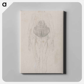 アートパネル-Human Figure, Anterior View
 - ジョージ スタッブス Canvas.