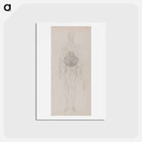 アートポストカード-Human Figure, Anterior View
 - ジョージ スタッブス Postcard.