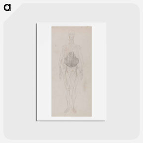 アートポストカード-Human Figure, Anterior View
 - ジョージ スタッブス Postcard.